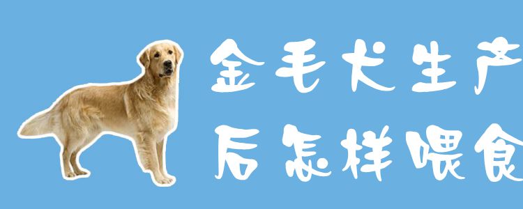 金毛犬生产后怎样喂食1