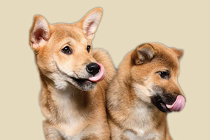 狗狗爱吃屎了怎么办