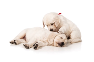 两个月大的狗狗吃什么