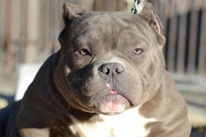 恶霸犬挑食怎么办