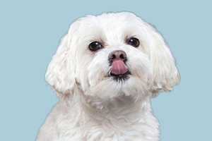 狗狗爱吃土怎么回事