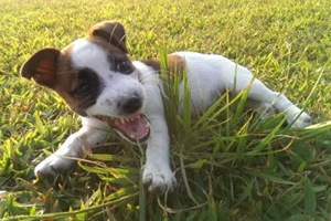 两个月大的狗狗怎么养