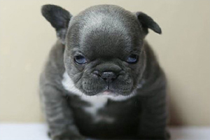 恶霸犬幼犬吃什么