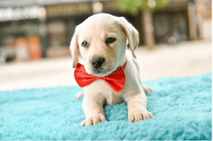 狗狗刚出生怎么照顾