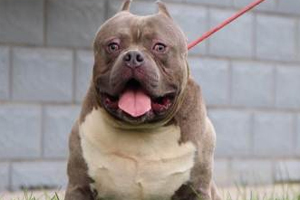 恶霸犬体味大怎么办