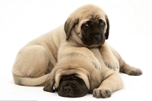 刚出生的狗狗怎么照顾