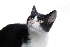 刚出生的小猫怎么照顾