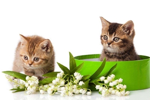 刚出生的小猫怎么养