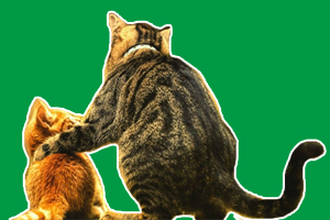 大猫叼小猫怎么办