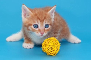 小猫应该喂什么