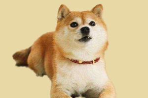 柴犬不能吃什么