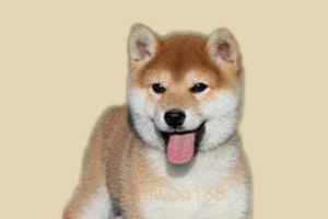 柴犬不能吃什么水果