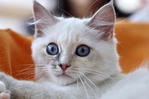 小猫用的猫砂怎么选