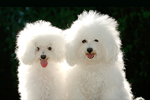 狗狗不喜欢梳毛怎么办