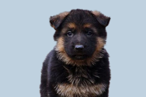 德牧幼犬什么时候换牙