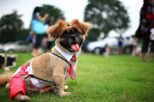 狗狗吃盐多了会怎么样