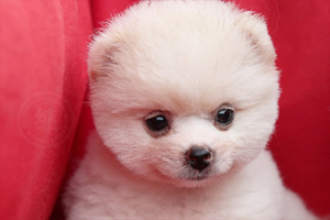 博美胆小怎么办