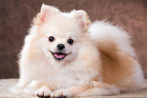 博美双排牙怎么办