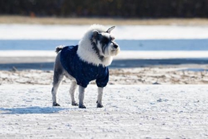 40天金毛幼犬怎么喂养