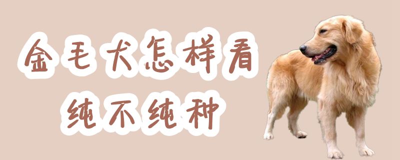 金毛犬怎样看纯不纯种