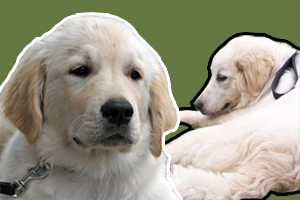 大白熊犬和金毛区别