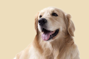 怎么看金毛是不是纯种