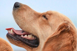 狗狗双排牙的危害有哪些