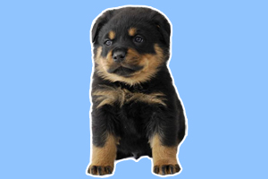 罗威纳幼犬怎么饲养