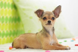 吉娃娃应该吃什么