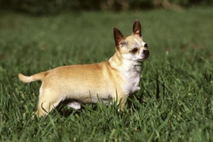 两个月的吉娃娃怎么养