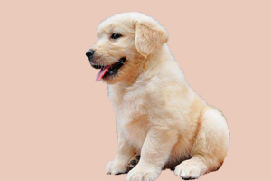 金毛犬体味重怎么办