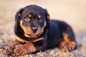 罗威纳犬饲养注意什么