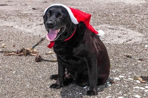 拉布拉多有眼屎怎么办