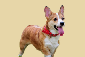 狗狗爱吃屎是什么病