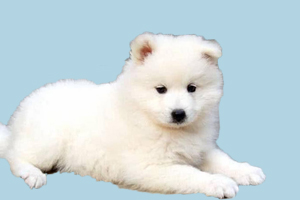 萨摩耶如何洗澡