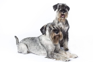 雪纳瑞换牙期怎么补钙