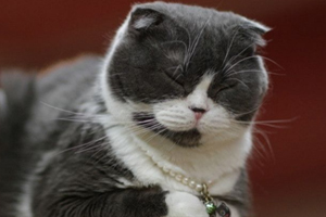 折耳猫饮食注意事项