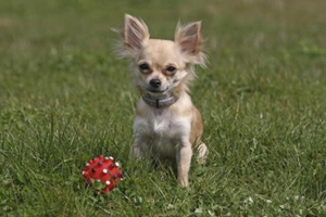 老年的吉娃娃怎么补钙