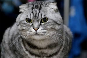 折耳猫喂养注意事项