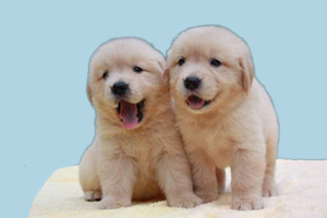 怎样教金毛认主人