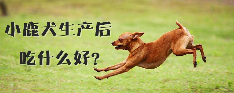 小鹿犬生產後吃什麼好