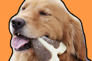 怎么预防狗狗双排牙