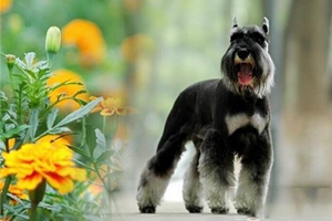 雪纳瑞换牙怎样补钙