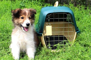 狗狗要怎么托运