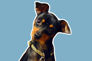 迷你杜宾犬怎么养