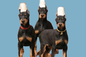 杜宾犬剪耳朵注意事项