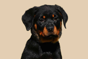 罗威纳如何断尾