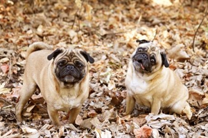 小狗怎样喂养长的快