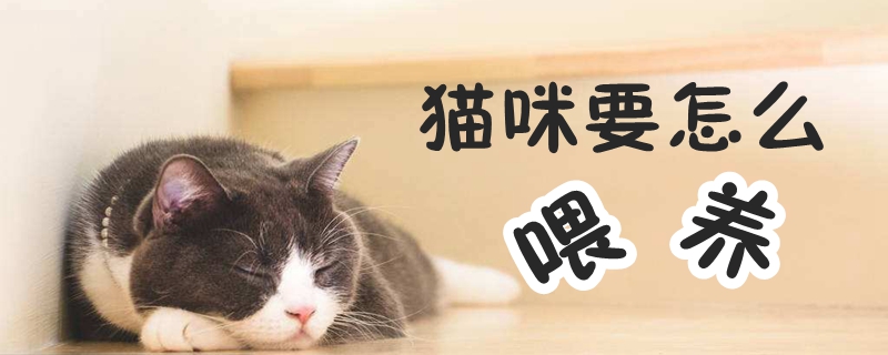 猫咪要怎么喂养