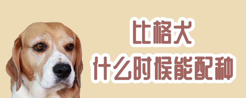 比格犬什麼時候能配種